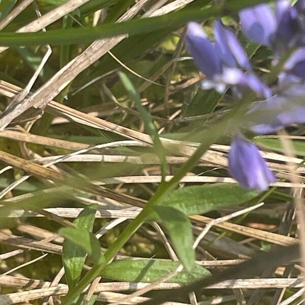 Polygala calcarea Leaf