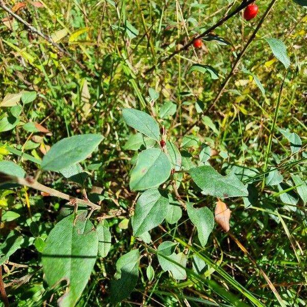 Cotoneaster integerrimus Ліст