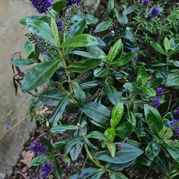 Veronica × andersonii Habit