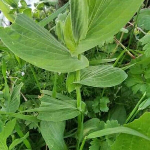 Bupleurum rotundifolium Leaf