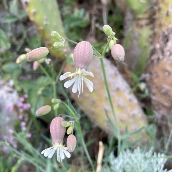 Silene vulgaris Lorea