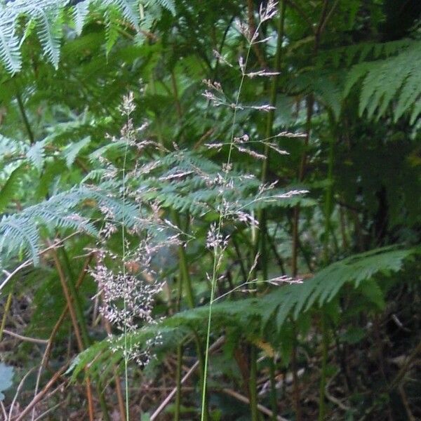 Agrostis vinealis Hábito