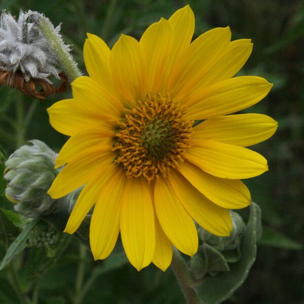 Helianthus mollis 花