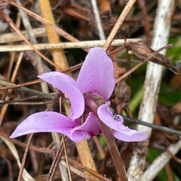 Cyclamen purpurascens Кветка