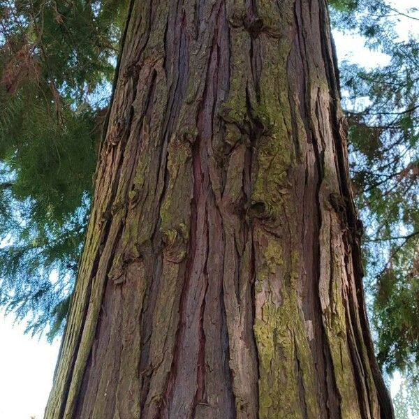 Chamaecyparis lawsoniana বাকল