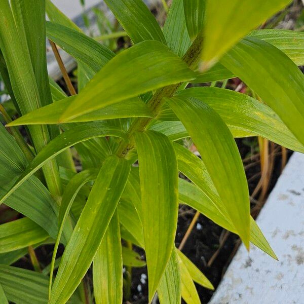 Lilium bulbiferum Folha