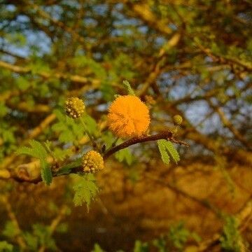 Acacia seyal 花