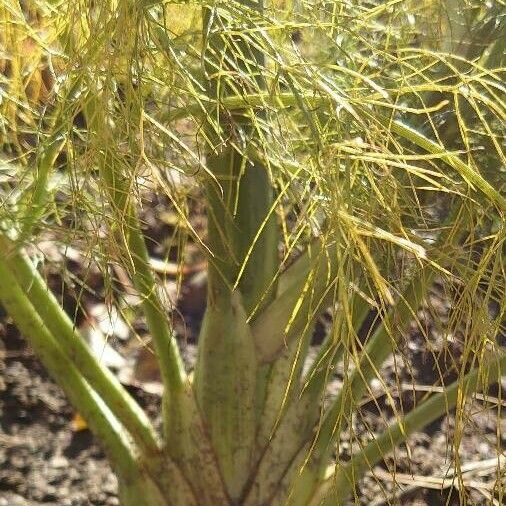 Foeniculum vulgare 葉