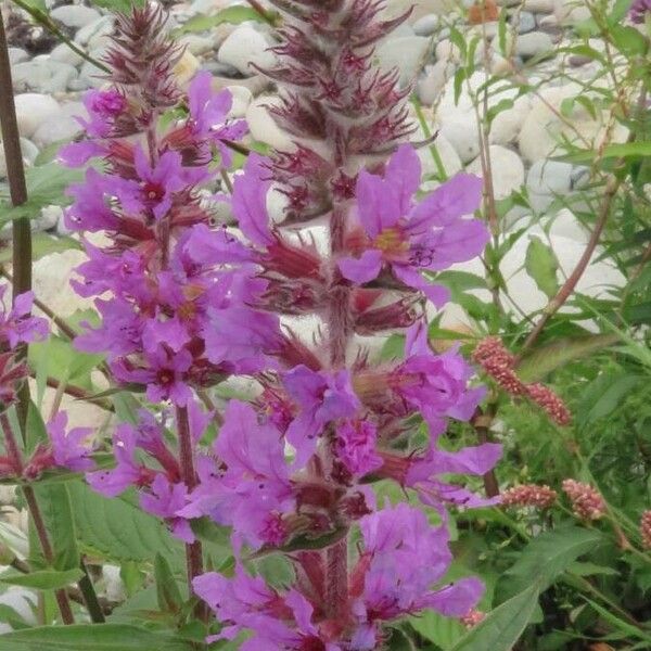 Lythrum salicaria 花