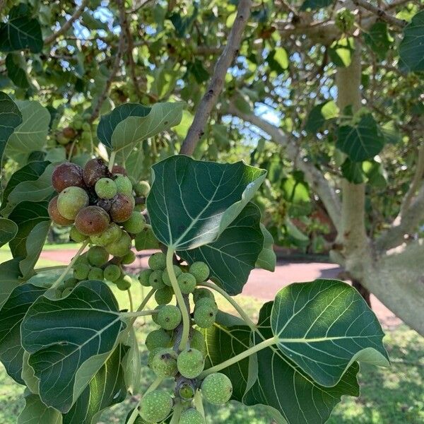 Ficus abutilifolia 葉