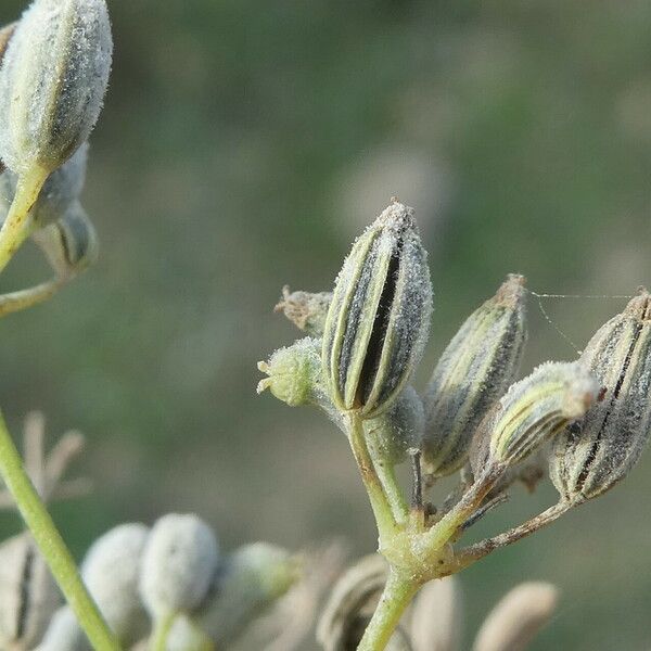 Foeniculum vulgare Fruit