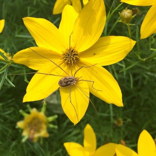 Coreopsis verticillata 花