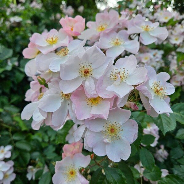Rosa multiflora Fiore