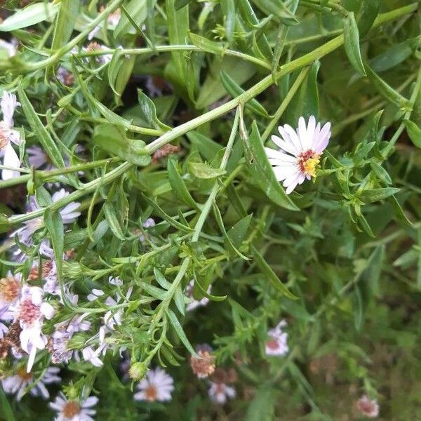 Symphyotrichum novi-belgii Blad