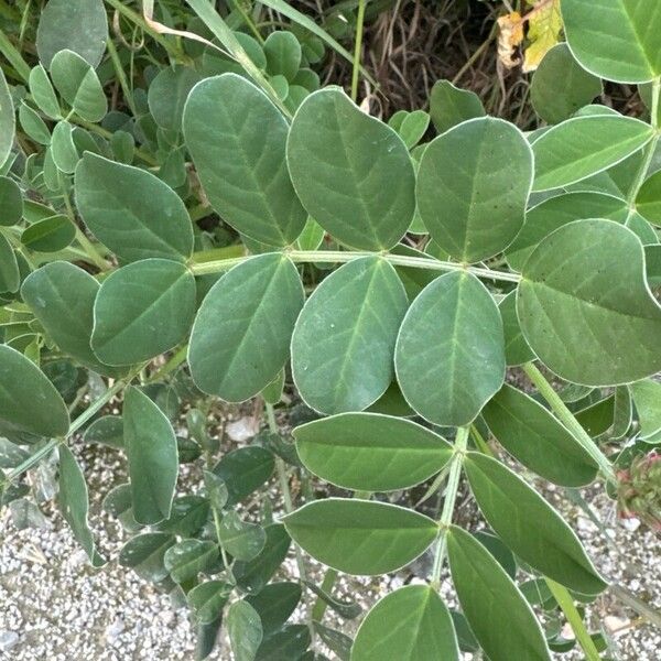 Sulla coronaria Leaf