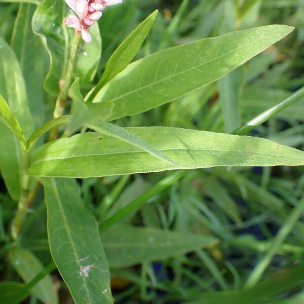 Persicaria amphibia ഇല