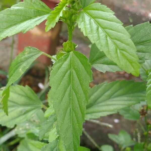 Malvastrum coromandelianum Leaf