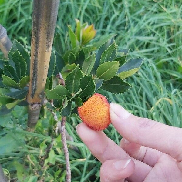 Arbutus unedo ഫലം