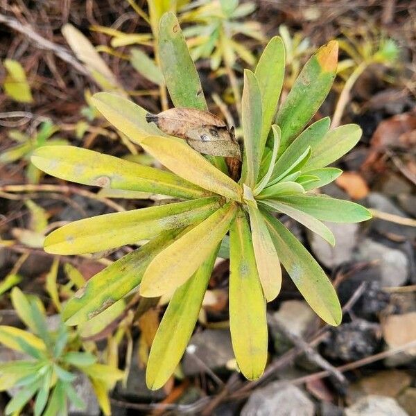 Euphorbia atropurpurea Leht