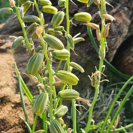 Albuca abyssinica Flower