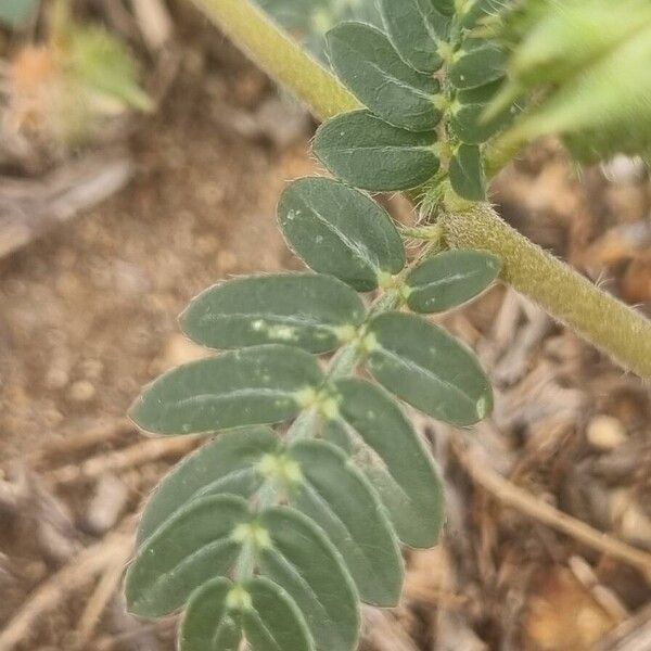 Tribulus terrestris পাতা