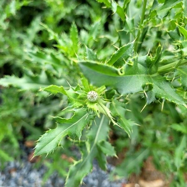 Cirsium arvense Feuille