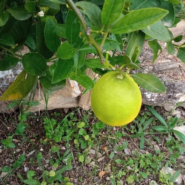 Citrus × latifolia Frucht