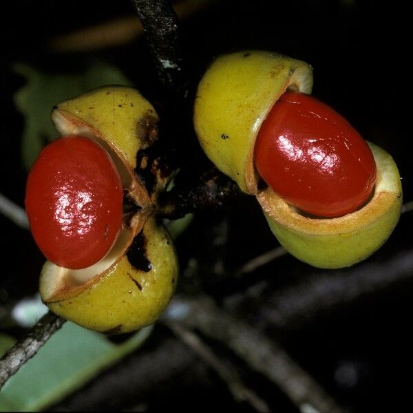 Iryanthera hostmannii Fruit