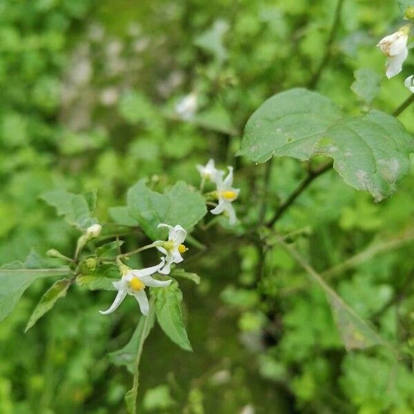 Solanum americanum Квітка