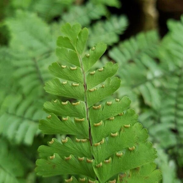 Adiantum pedatum Blad