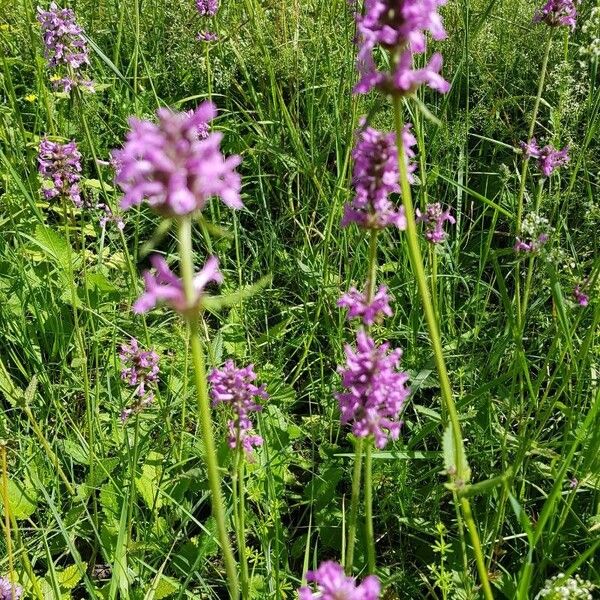 Betonica officinalis Kukka