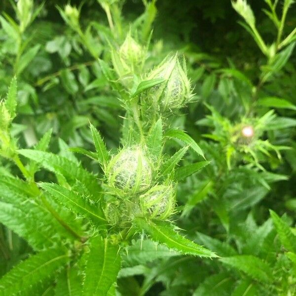 Cirsium altissimum ফুল