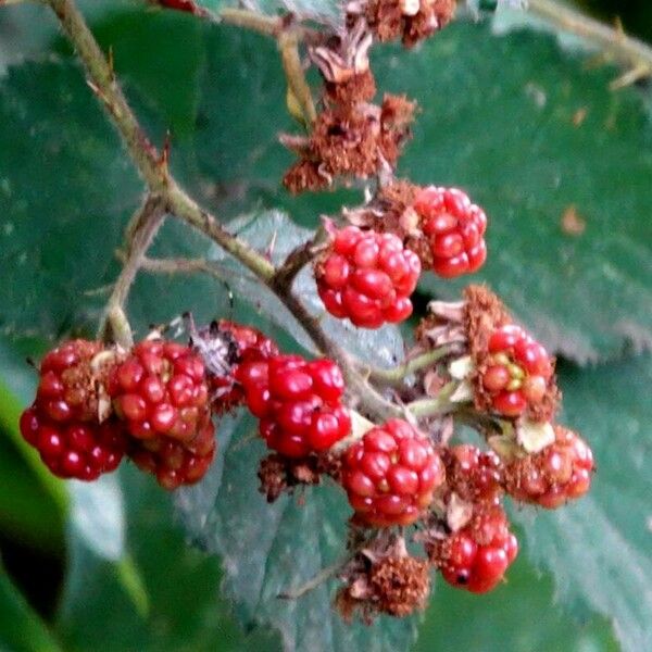 Rubus gratus Vili