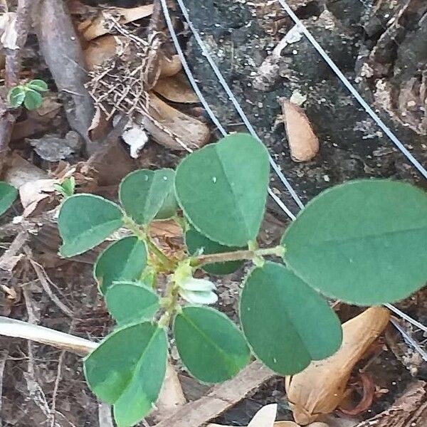 Desmodium triflorum Leaf