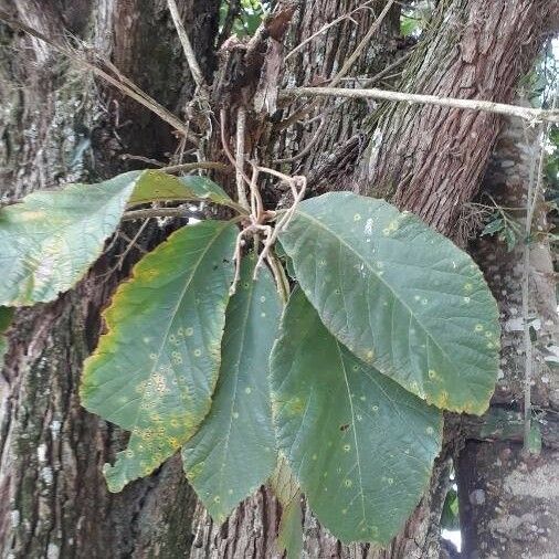 Ficus fulva Lehti