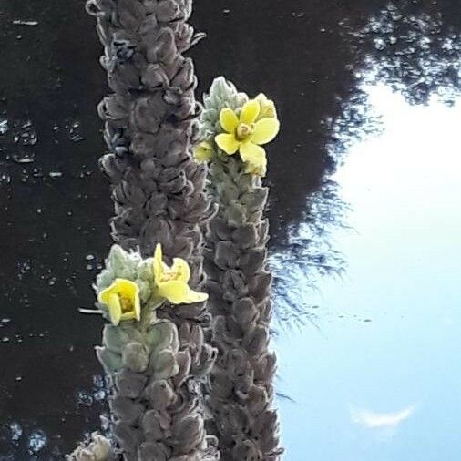 Verbascum thapsus Цветок