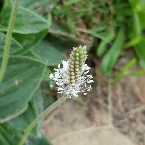 Plantago media Flower