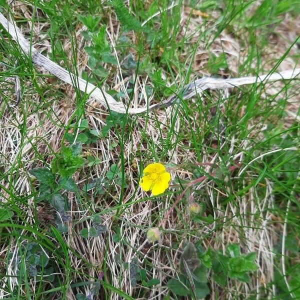 Potentilla pedata Flor