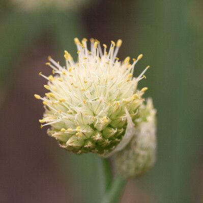 Allium fistulosum Flower