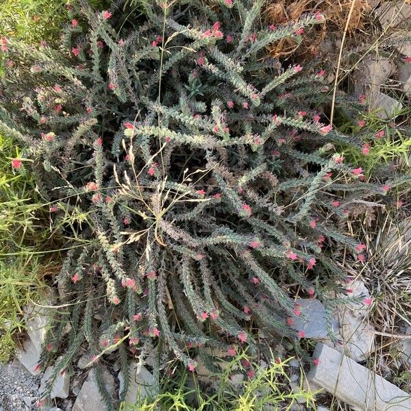 Echium angustifolium Vivejo