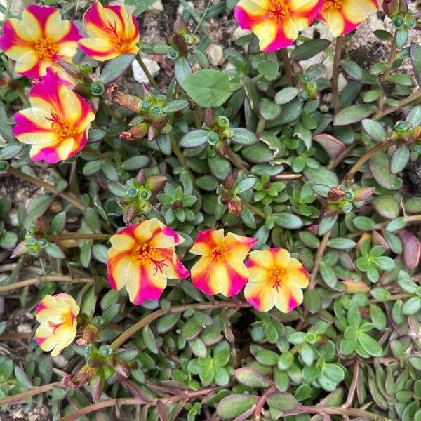 Portulaca umbraticola Flor