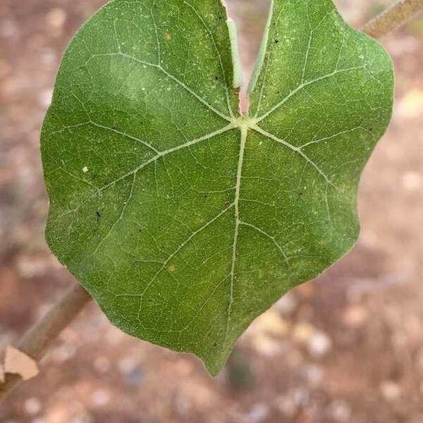 Sterculia rogersii Leaf