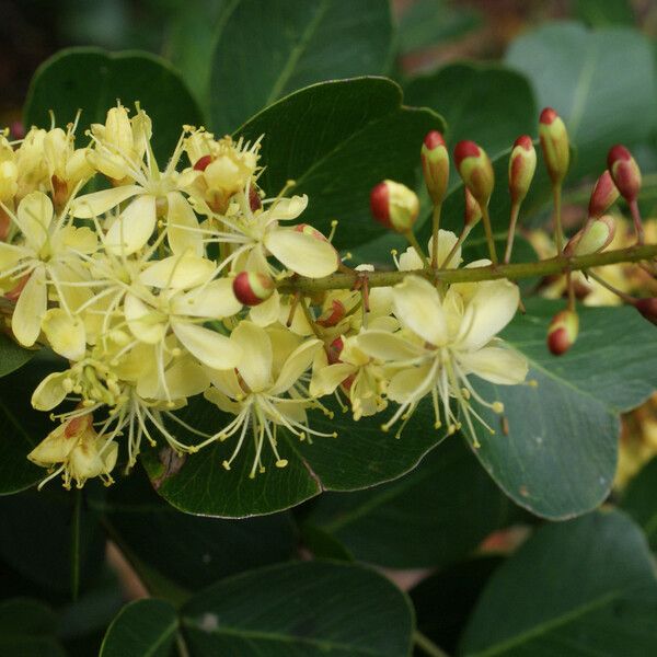 Haematoxylum campechianum Blomst