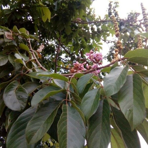 Lonchocarpus sericeus फूल