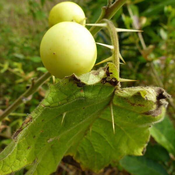 Solanum viarum Fruit