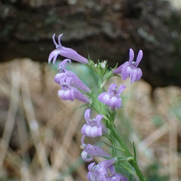 Lobelia urens Lorea