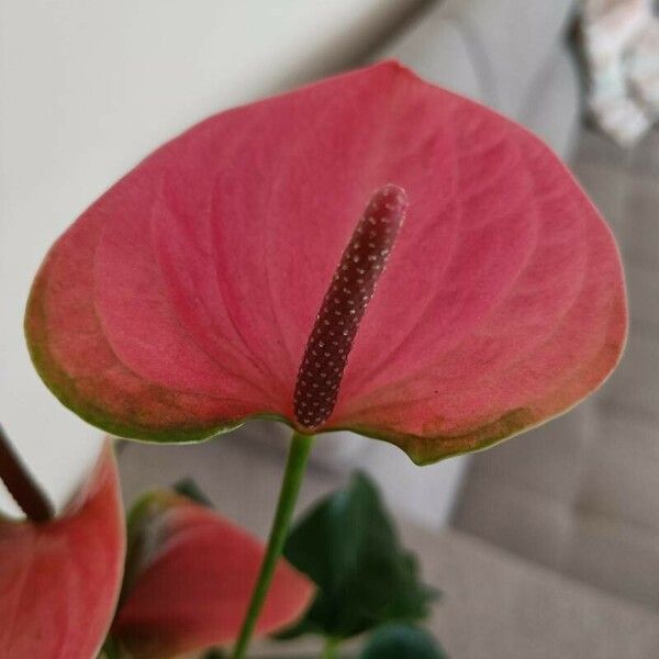 Anthurium scherzerianum Kvet