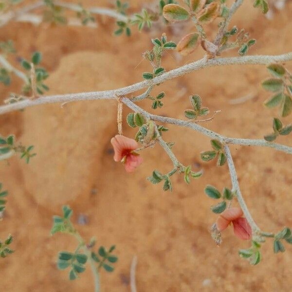 Indigofera argentea Λουλούδι