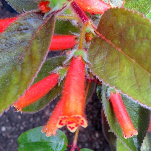 Kohleria hirsuta പുഷ്പം