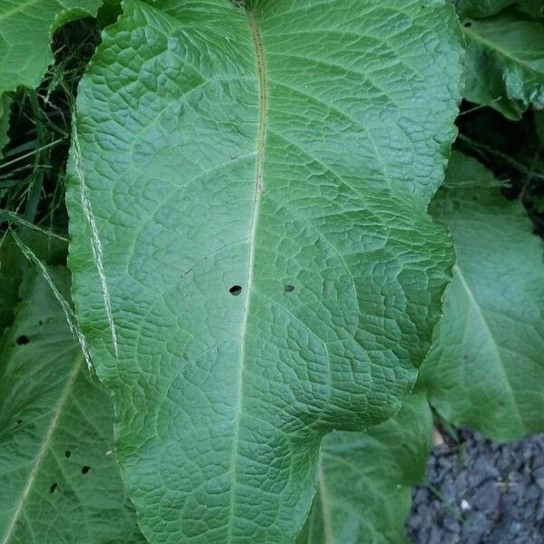 Rumex obtusifolius ഇല